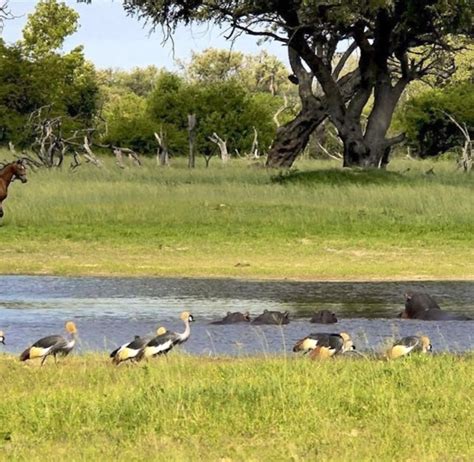 Wildlife Conservation with Horses | Volunteer in Zimbabwe 2025