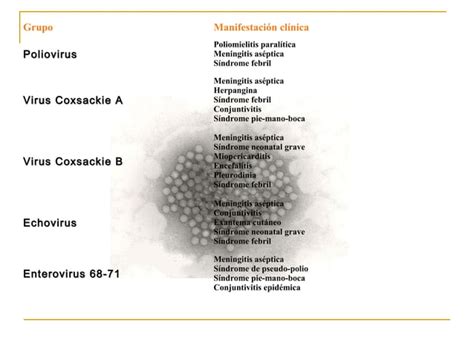 Picornavirus Micro Ppt Descarga Gratuita