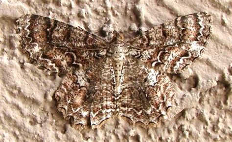 Tulip Tree Beauty Moth Epimecis Hortaria Bugguidenet