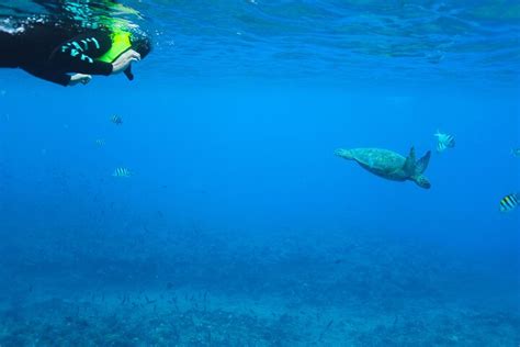 Oahu Dolphin Watching And Snorkelling Cruise Hellotickets