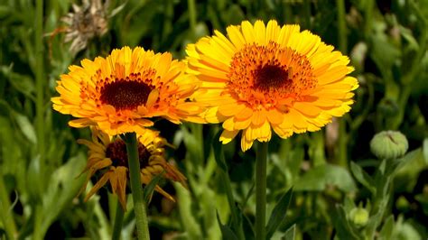 Ringelblume Calendula Im Pflanzenlexikon Gartennatur