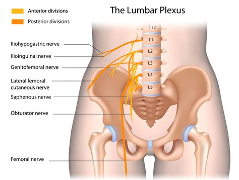 Saphenous Nerve Anatomy and Function