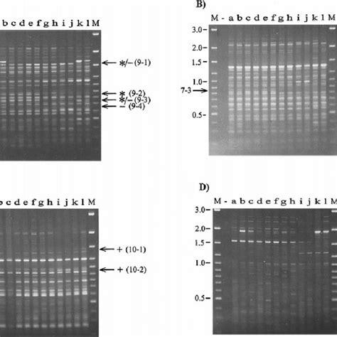 RAPD Profiles Of Daphnia Magna Exposed To Copper M DNA Molecular Size