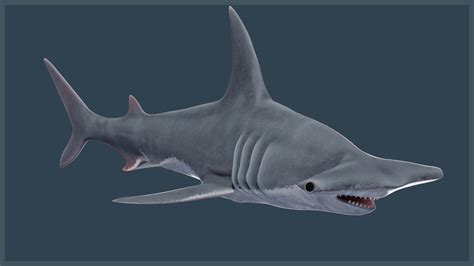 Hammerhead Shark D Model By Pig Scales Studio