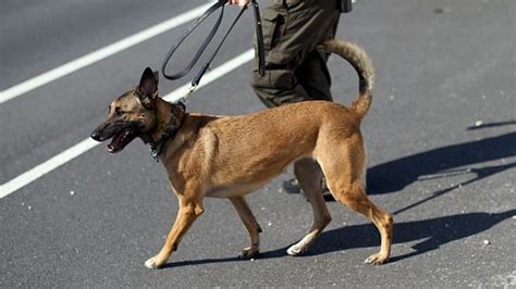 なんと警察犬がサッカーの試合に乱入！「鬼のボールキープ」がすごいぞ Cycle やわらかスポーツ情報サイト