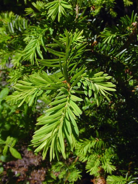 Taxus cuspidata (Japanese yew): Go Botany