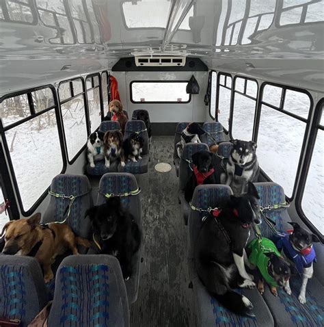 Doggy Daycare Bus From Alaska Goes Viral On Tiktok