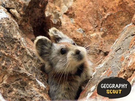 The Endangered Ili Pikas Or Magic Bunny | Geography Scout