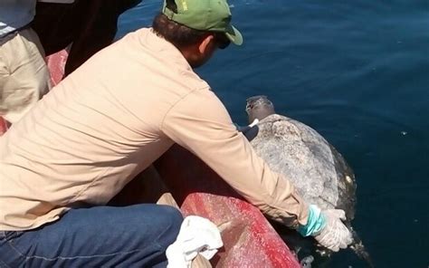 Hundreds Of Dead Sea Turtles Found Floating Off El Salvador