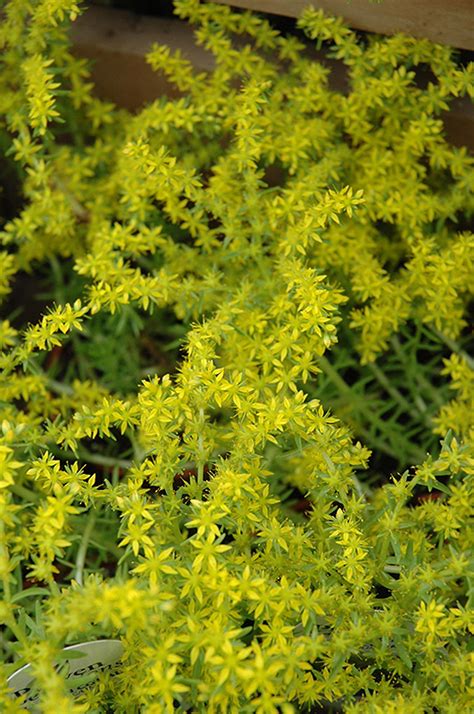 Lemon Coral Stonecrop Sedum Rupestre Lemon Coral In Indianapolis