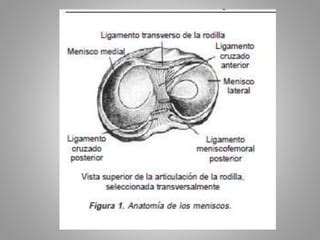 Fisioterapia en patología meniscal PPT