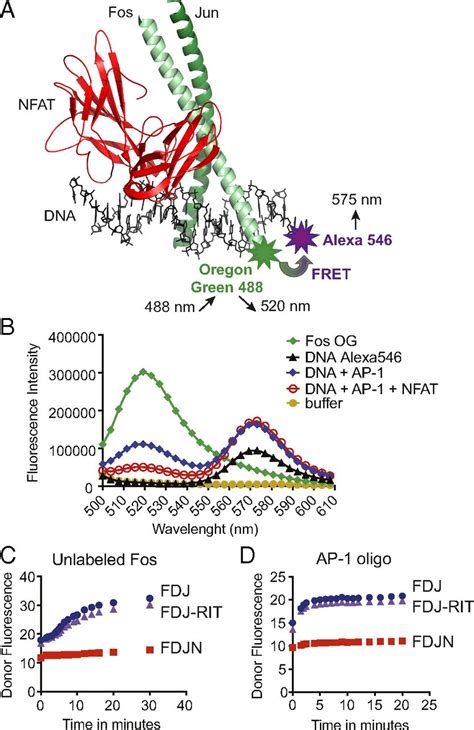 Targeting The Nfat Ap Transcriptional Complex On Dna With A Small