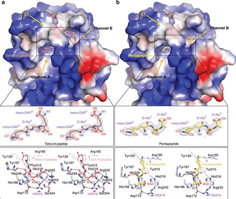 Structures Of Pgp H A Mutant In Complex With Tetra Tri And