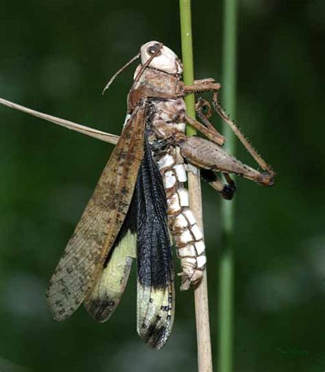 Carolina Grasshopper Infected With A Fungus Projectn Noah