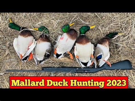 Hunting In Pakistan Murghabi Ka Shikar In Pakistan Mallard Duck