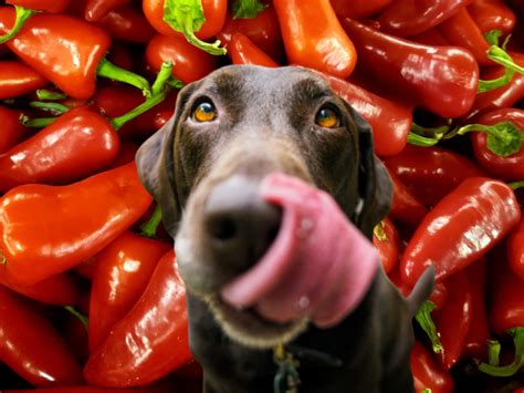 Safe And Fun Ways For Dogs To Eat Bell Peppers Hubpages