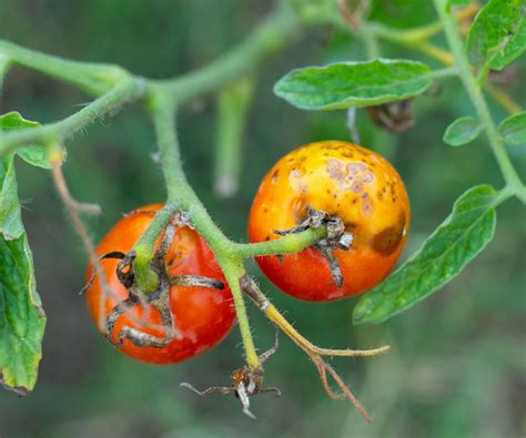 Conquering Common Tomato Diseases: An Expert Guide to Identification