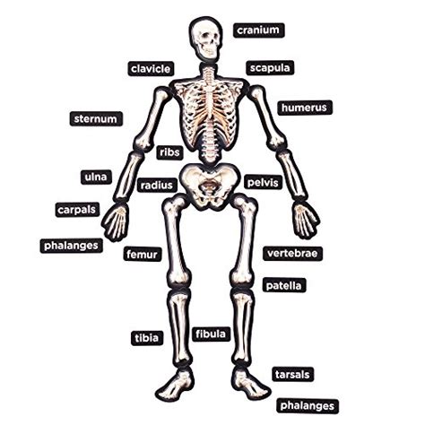 Learning About Bones | Free Worksheets Samples