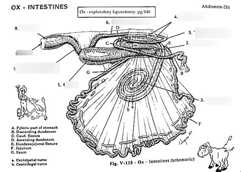 Comparative Veterinary Anatomy Diagram Quizlet