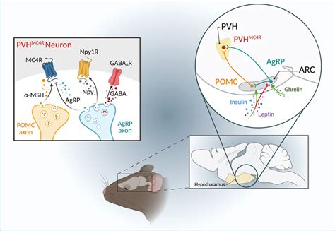 Mapped Agrp Neuron Projections A Agrp Neurons Project To A Broad