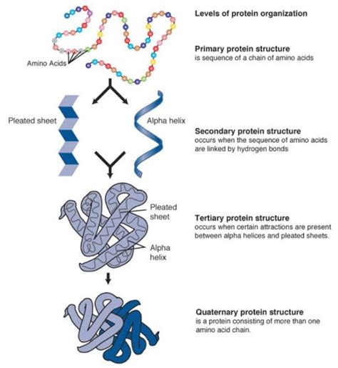 Protein Synthesis Diagram Quizlet