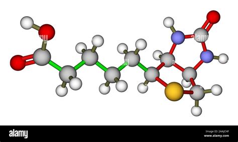 La Biotina Vitamina H O B Estructura Molecular Fotograf A De Stock