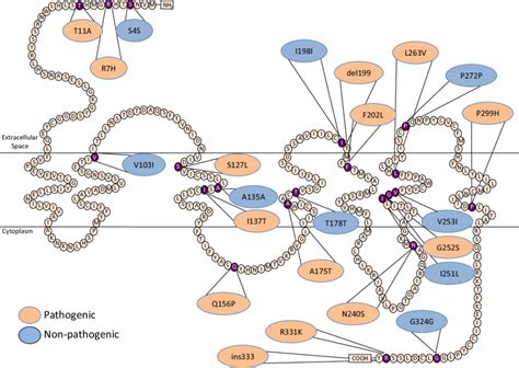 Structure Of The Mc4r Protein And Location Of Mutations Present In A Download Scientific