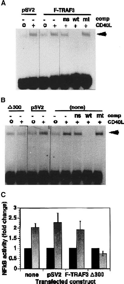 Constitutive Expression Of The N Terminal Deletion Mutant Of Traf