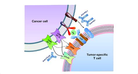 Schematic Diagram Of Immune Checkpoint Blockade MHC Generally