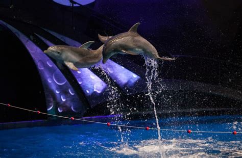 Dolphin Presentation - Georgia Aquarium