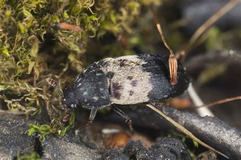 Larder Beetle Pictures - AZ Animals