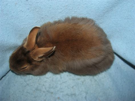 Foxaway Rabbits Velvet Lion Rabbits For Sale