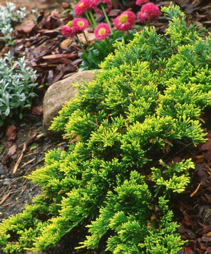 Low-maintenance shrubs: 11 easy-care options for every yard | Homes ...