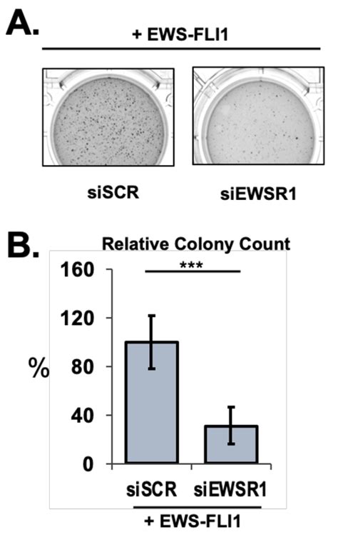 Expression Of Ews Fli1 In Hek293t17 Cells Recapitulates Loss Of Ewsr1