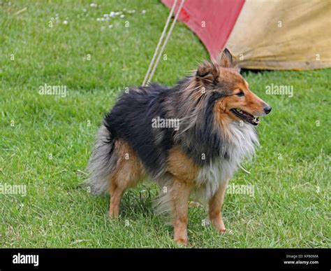 Mini Collie Hi Res Stock Photography And Images Alamy