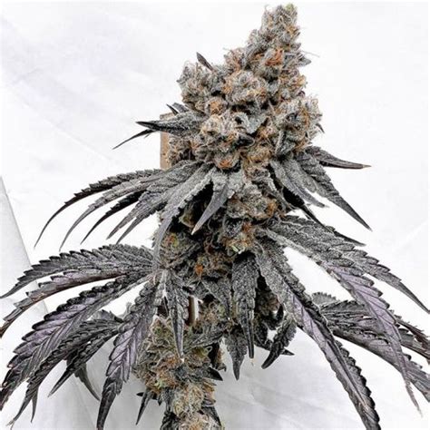 Sol Sonic Strain Info / Sol Sonic Weed By Solfire Gardens - GrowDiaries