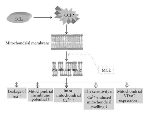 Ccl4 Could Induce Peroxidation Of The Unsaturated Fatty Acids Of Cell