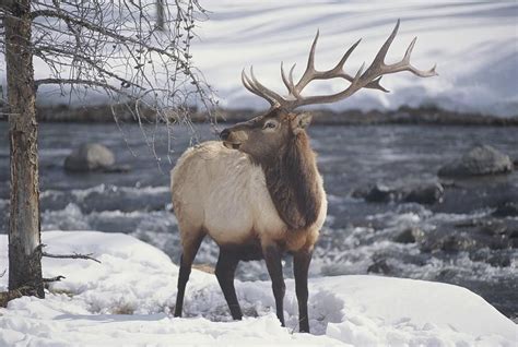 An American Elk Or Wapiti In The Snow By Michael Melford Elk