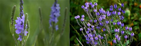 Pennsylvania Roadside Flowers Best Flower Site