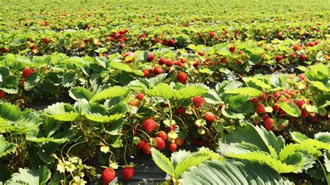 Karte Erdbeeren selber pflücken in München 95 5 Charivari