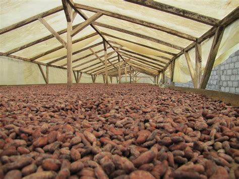 Why "Fair Trade" Cacao Isn't As Fair as True Ceremonial Cacao - Soul
