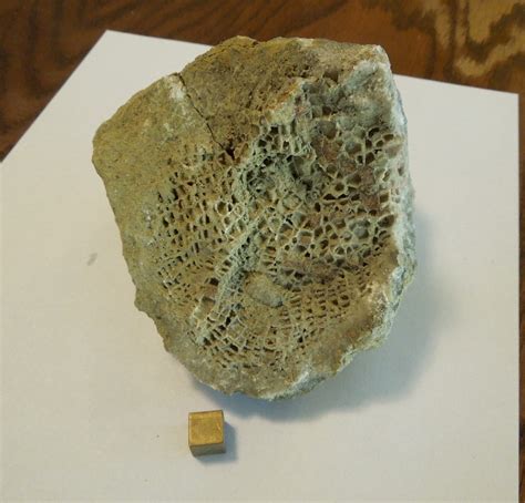 Tabulate Coral, Ordovician? - Fossil ID - The Fossil Forum