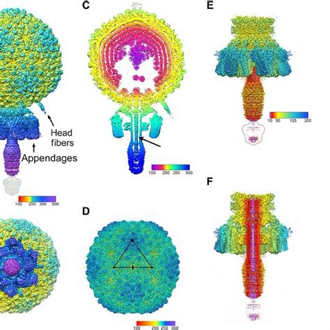 Isosurface Representations Of The Reconstructions A Asymmetric