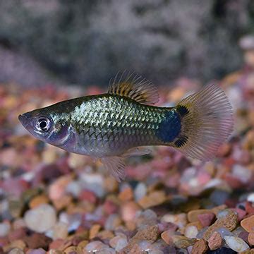 Blue Platy Livebearer Tropical Fish For Freshwater Aquariums