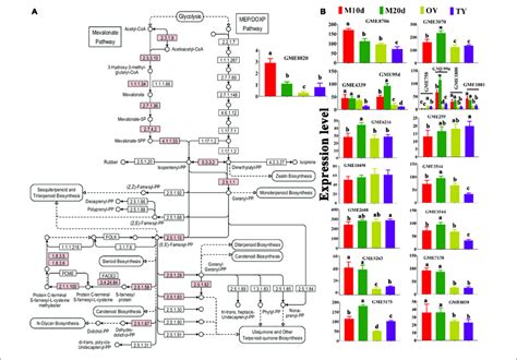 Kegg Mapping Of The Terpenoid Backbone Biosynthesis Pathway And Download Scientific Diagram