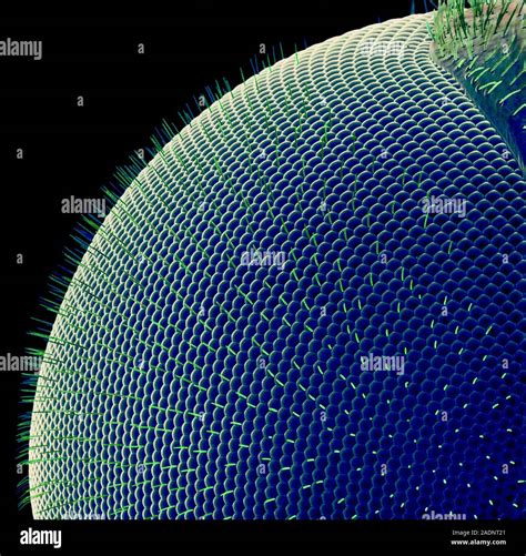 Compound Eye Coloured Scanning Electron Micro Graph Sem Of The