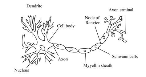 Describe a structure of Nerve cell