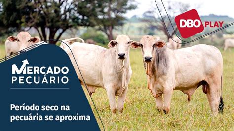 O que esperar das cotações do boi gordo neste final da safra de capim