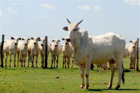 MS deve ter faturamento bruto de R 73 4 bilhões a agropecuária em