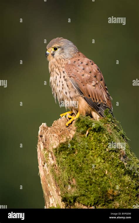 Common Eurasian Kestrel Falco Tinnunculus Germany Stock Photo Alamy